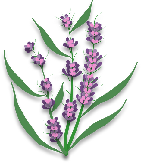 Blooming Lavender Flowers