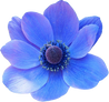 Watercolor Blue Flower
